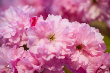 Prunus Kanzan kirazı dalı. Pembe çifte çiçekler ve mavi gökyüzü arka planında yeşil yapraklar, kapatın..