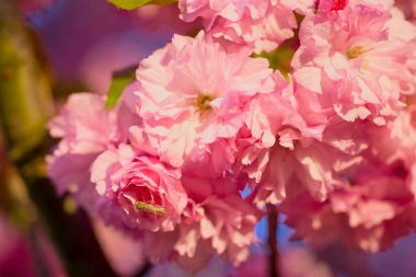 Prunus Kanzan kirazı dalı. Pembe çifte çiçekler ve mavi gökyüzü arka planında yeşil yapraklar, kapatın..