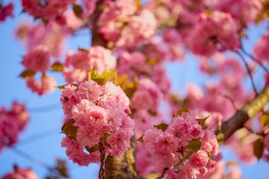 Prunus Kanzan kirazı dalı. Pembe çifte çiçekler ve mavi gökyüzü arka planında yeşil yapraklar, kapatın..