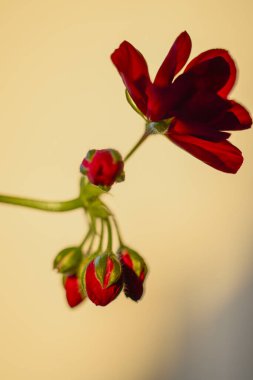 sardunya çiçeği, bulanık arkaplanla kapat.