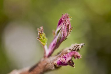 Bulanık arkaplanı olan (Rhus typhina) tomurcuğu, bahar günü.