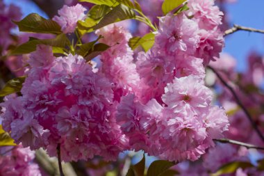 Prunus Kanzan kirazı dalı. Pembe çifte çiçekler ve mavi gökyüzü arka planında yeşil yapraklar, kapatın..