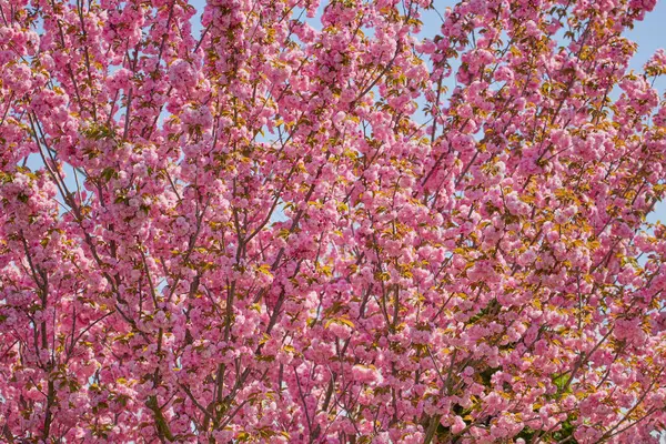 güzel ağaç (prunus serrulata kanzan) bahçede çiçek açıyor, bahar.