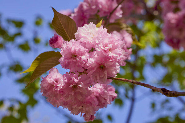 Branch of Prunus Kanzan cherry. Pink double flowers and green leaves in the blue sky background, close up.