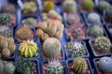 Bir bitki sergisinden Kaktüs ve Succulents 'ı kapatın..