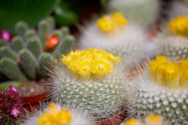 Bir bitki sergisinden Kaktüs ve Succulents 'ı kapatın..