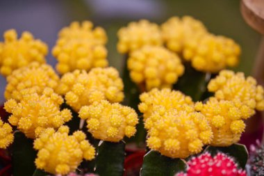 Bir bitki sergisinden Kaktüs ve Succulents 'ı kapatın..