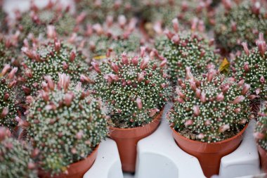 Bir bitki sergisinden Kaktüs ve Succulents 'ı kapatın..