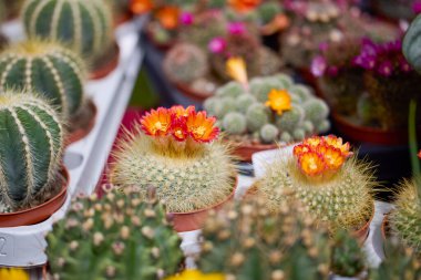 Bir bitki sergisinden Kaktüs ve Succulents 'ı kapatın..