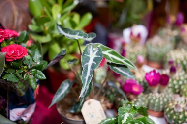 Bir bitki sergisinden Kaktüs ve Succulents 'ı kapatın..
