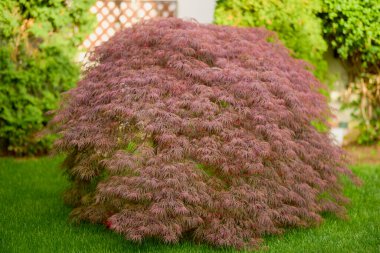 Bahçedeki Japon akçaağaç (Acer palmatum) ağlayan lahanasının kırmızı yaprakları.