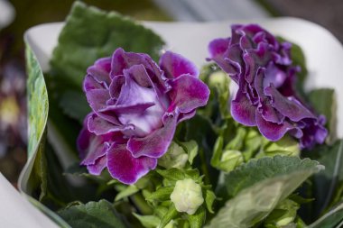 Çiçek fuarından güzel renkli çiçekleri olan bir mercek..