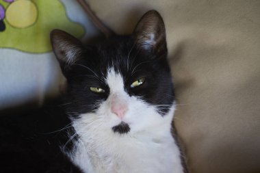 Bir kedinin gözleriyle kapat..