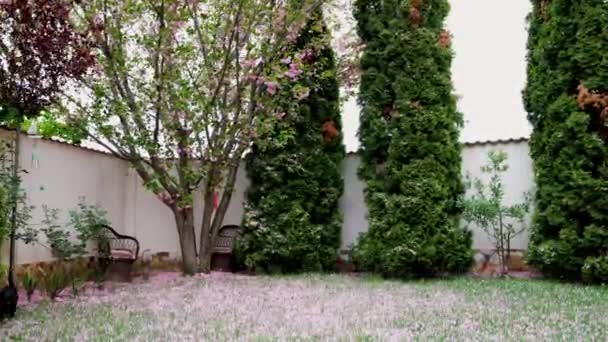 風の中の日本の桜 花びらが地面に落ちる — ストック動画