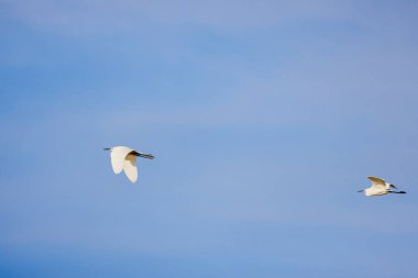 Büyük ak balıkçıl (Ardea alba) mavi gökyüzü karşı uçuş
