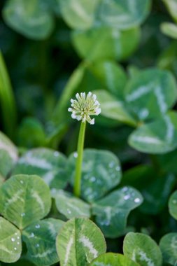 Bulanık arkaplanda (Trifolium) ile kapat