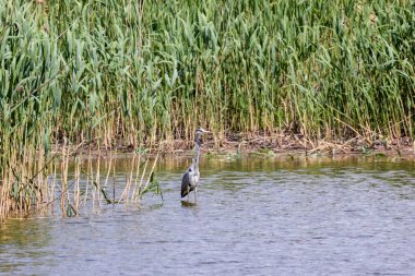 Gri balıkçıl bataklıkta duruyor