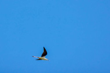 Kara kanatlı stilt (Himantopus himantopus) uçuş sırasında yakalandı