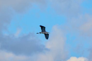 Uçan gri balıkçıl (Ardea cinerea)