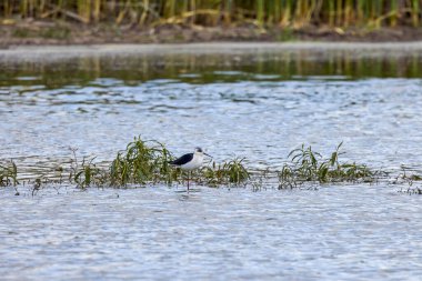 Kara kanatlı stilt (Himantopus himantopus), su basmış bir bataklıkta küçük su canlılarıyla beslenen bir kuş.