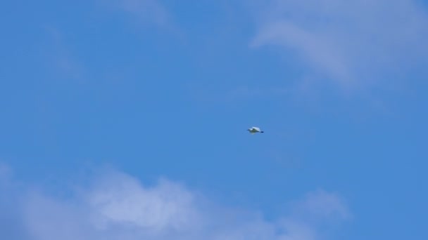 Terbang Dari Heron Putih Besar Slow Motion 120Fps Dalam Bahasa Stok Video