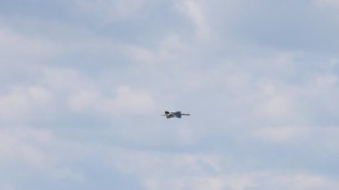 4k, (Ardea cinerea) bir tarlanın üzerindeki mavi gökyüzünde uçuyor.