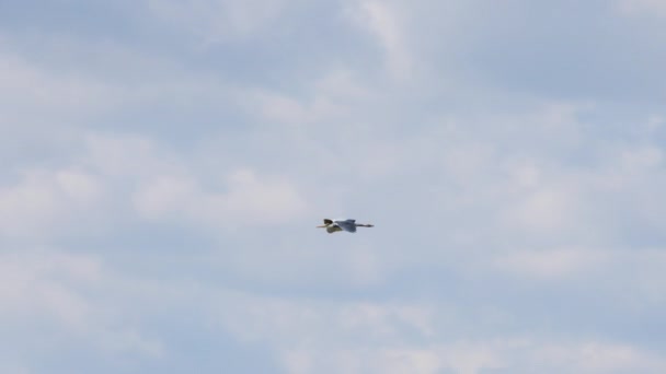 Ardea Cinerea Dalam Penerbangan Langit Biru Atas Lapangan Stok Rekaman Bebas Royalti
