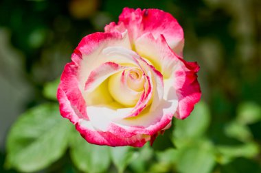 Bahçede güzel bir gülle yaklaş..