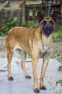 Kırsaldaki evinde güzel bir köpek örneği..