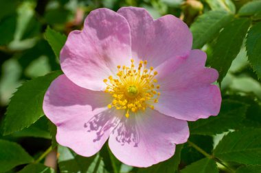 (Rosa canina) Yaban gülü olarak bilinen.