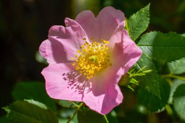 (Rosa canina) Yaban gülü olarak bilinen.