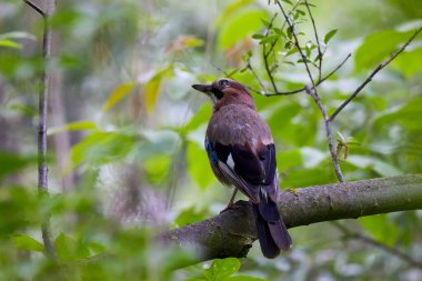 (Garrulus glandarius) bir ağaç dalında duruyor.