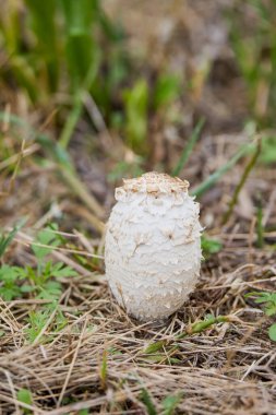 Doğal ortamda bir mantarın görüntüsü