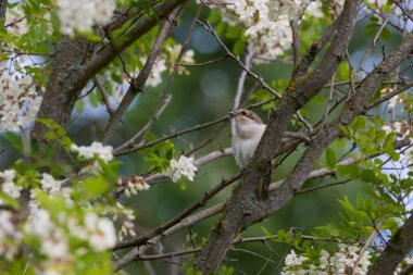 (Lanius Collurio) doğadaki bir bitkinin üzerinde duruyor..