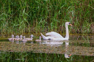 Gölde yavruları olan bir kuğu..