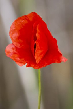 Bulanık arkaplanı olan haşhaş çiçeğiyle doldur.