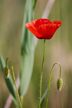 Bulanık arkaplanı olan haşhaş çiçeğiyle doldur.