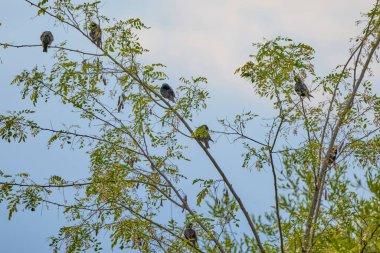 (Bir akasyanın dalları üzerinde Sturnus vulgaris).