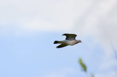 Gökyüzünde uçan vahşi bir güvercin.