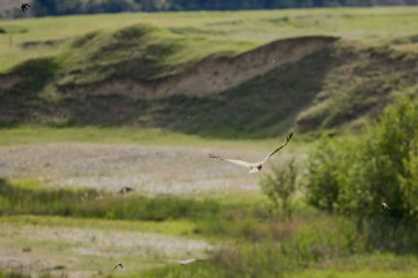 Yırtıcı bir kuş yere indi..