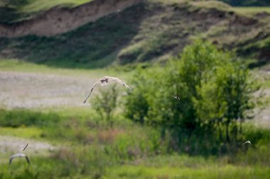 Yırtıcı bir kuş yere indi..