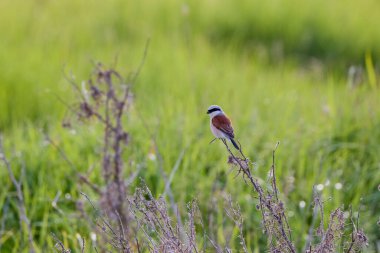 (Lanius Collurio) doğadaki bir bitkinin üzerinde duruyor..