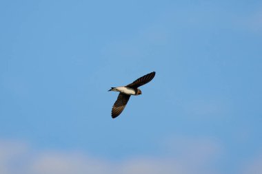 (Riparia Riparia) Mavi gökyüzünde uçuyor.