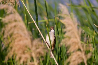 (Akrosefalus arundinaceus) bir gölün yanındaki sazlıkta duruyor..