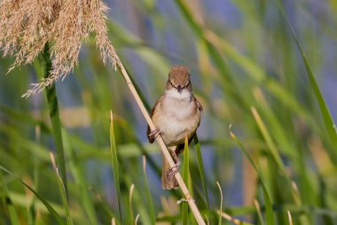 (Akrosefalus arundinaceus) bir gölün yanındaki sazlıkta duruyor..