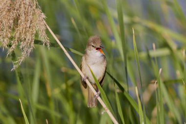 (Akrosefalus arundinaceus) bir gölün yanındaki sazlıkta duruyor..