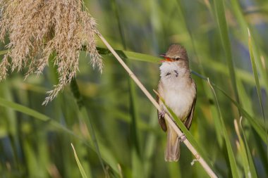 (Akrosefalus arundinaceus) bir gölün yanındaki sazlıkta duruyor..