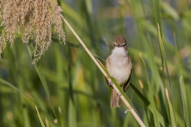 (Akrosefalus arundinaceus) bir gölün yanındaki sazlıkta duruyor..