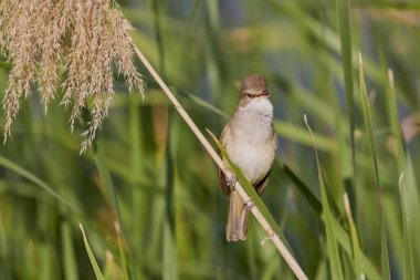 (Akrosefalus arundinaceus) bir gölün yanındaki sazlıkta duruyor..