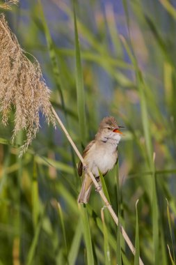(Akrosefalus arundinaceus) bir gölün yanındaki sazlıkta duruyor..